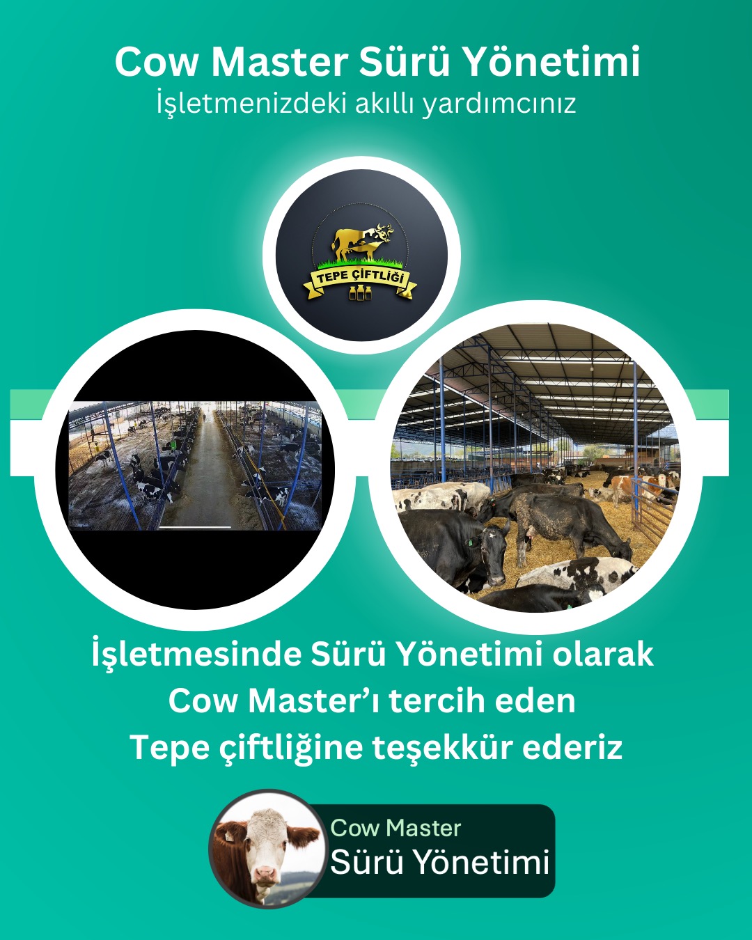 cow master işletmelerimiz - tepe çiftliği görseli