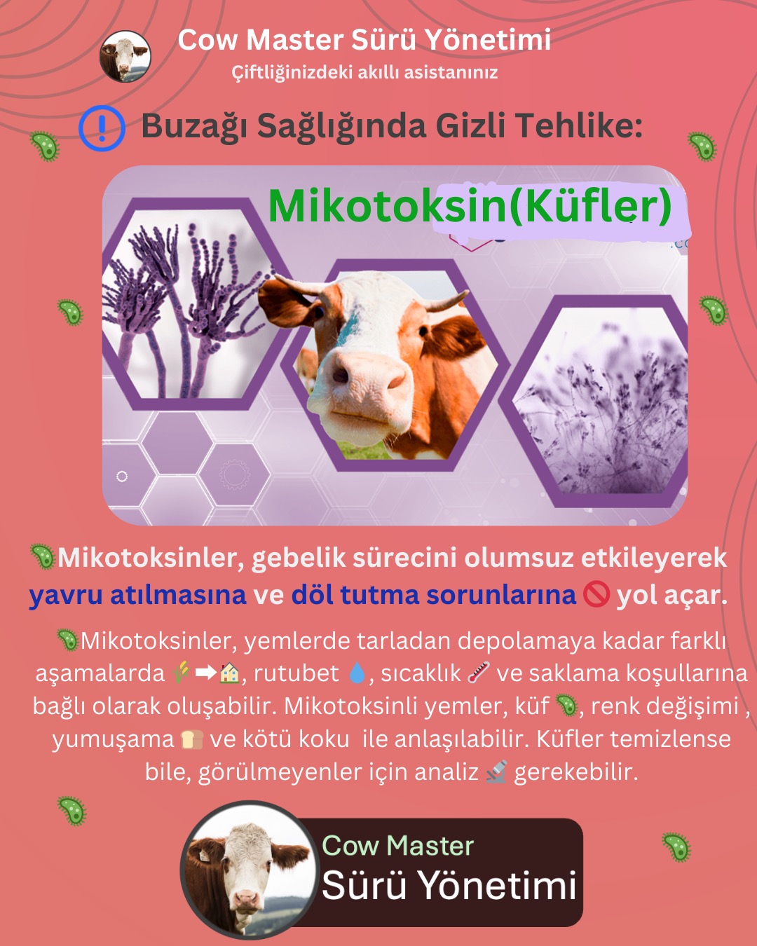 mikotoksinler ve hayvan sağlığı görseli