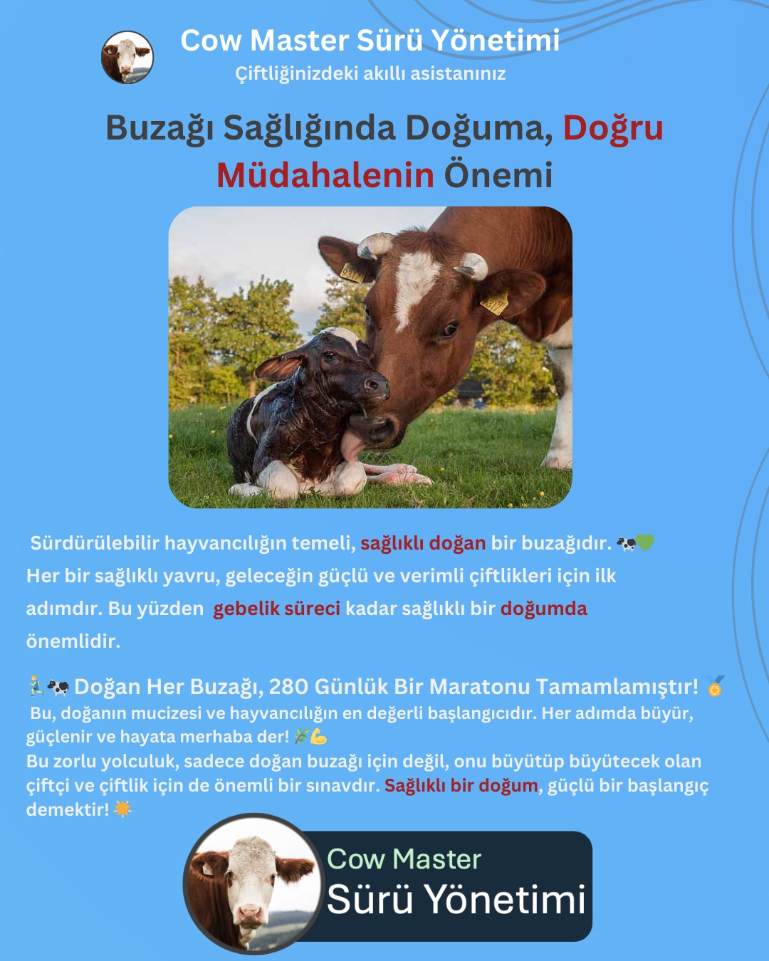 sürdürülebilir hayvancılığın temeli: sağlıklı buzağılar görseli