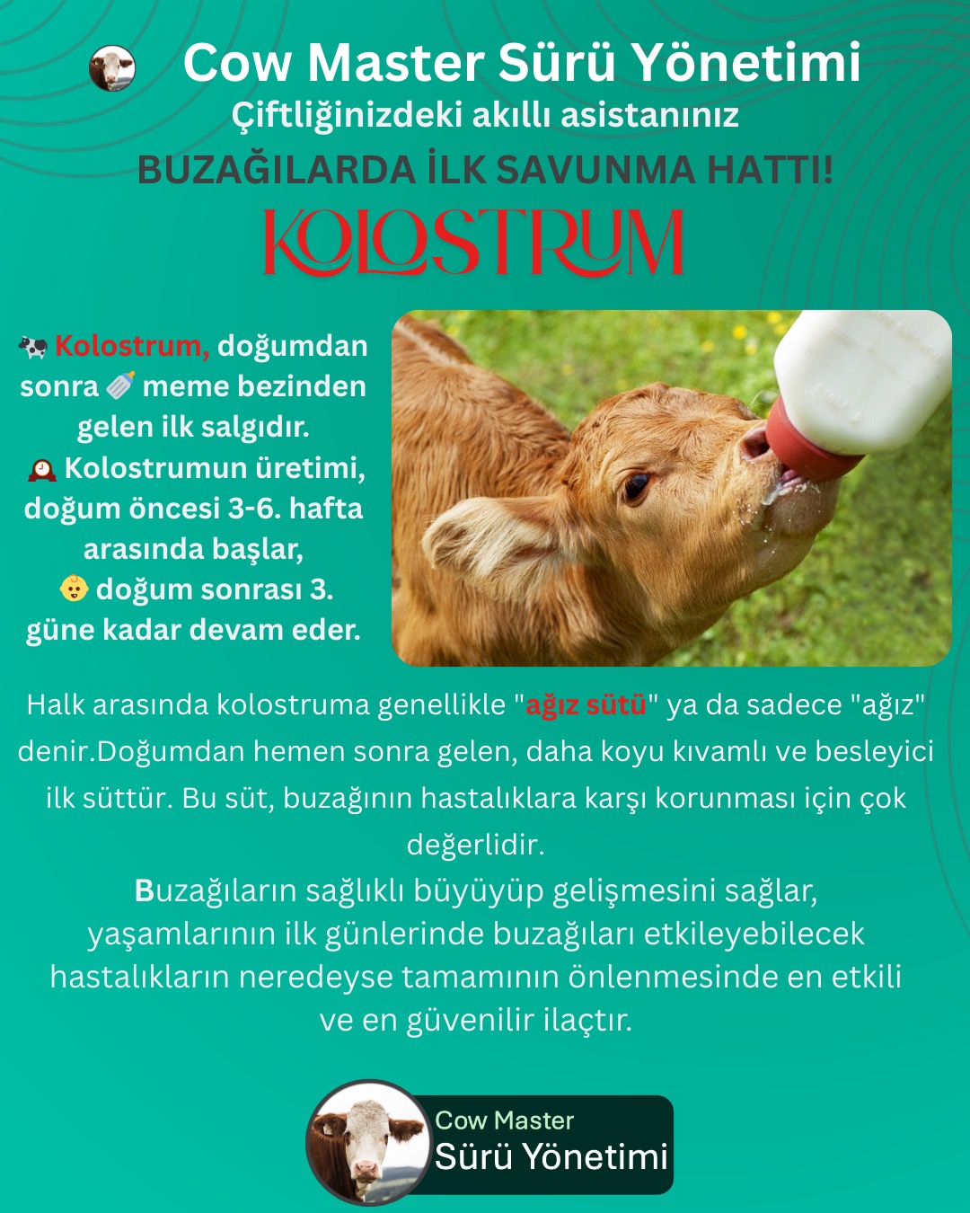 kolostrum nedir görseli