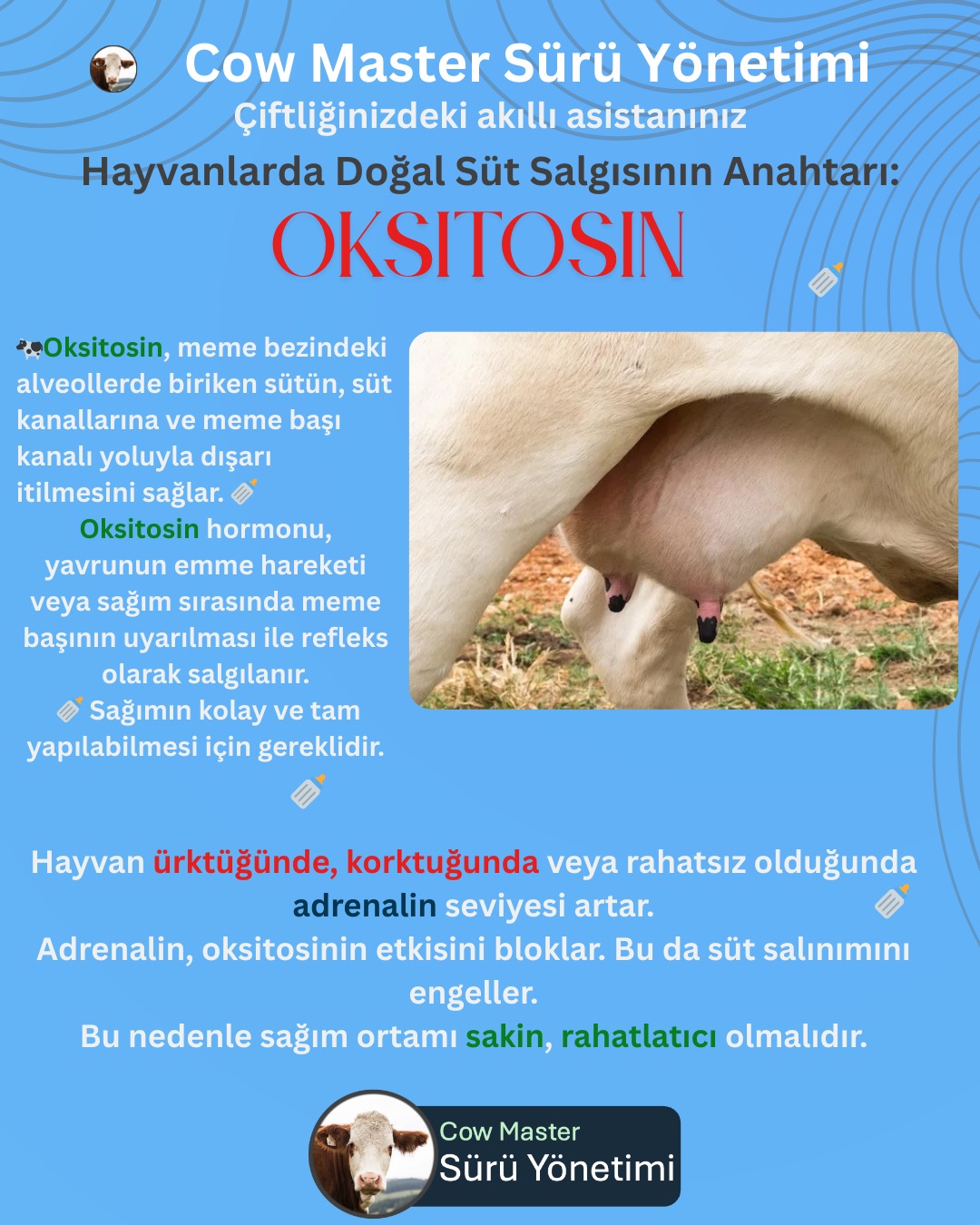 oksitosin hormonu nedir görseli