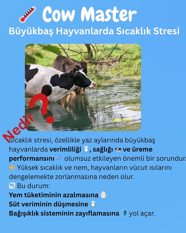 büyükbaş hayvanlarda sıcaklık stresi görseli
