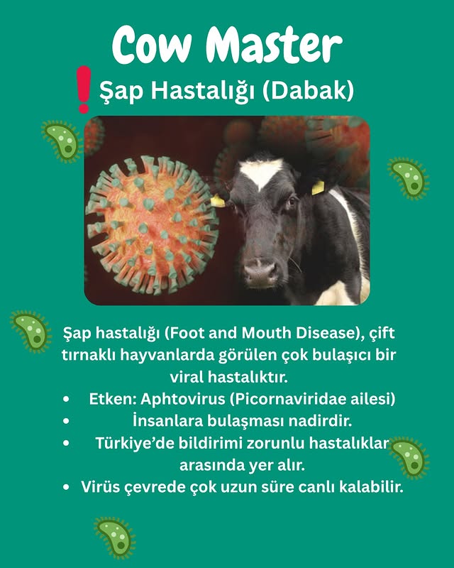 şap hastalığı nedir görseli