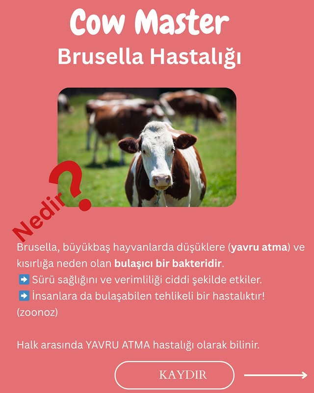 brusella hastalığı görseli