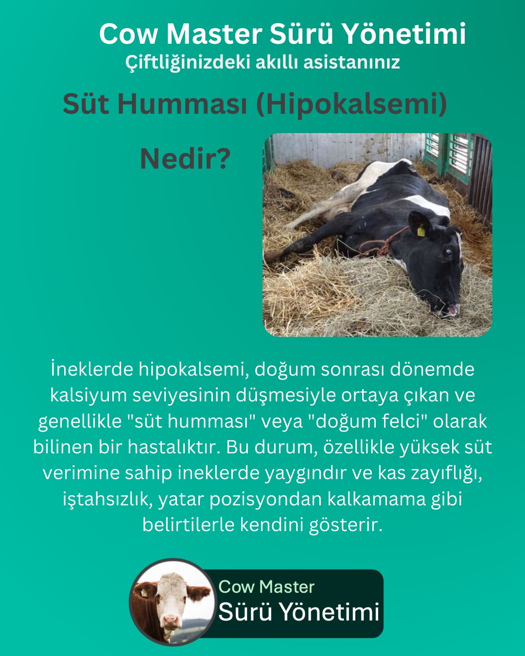 (hipokalsemi) süt humması nedir nasıl önlem alabiliriz görseli
